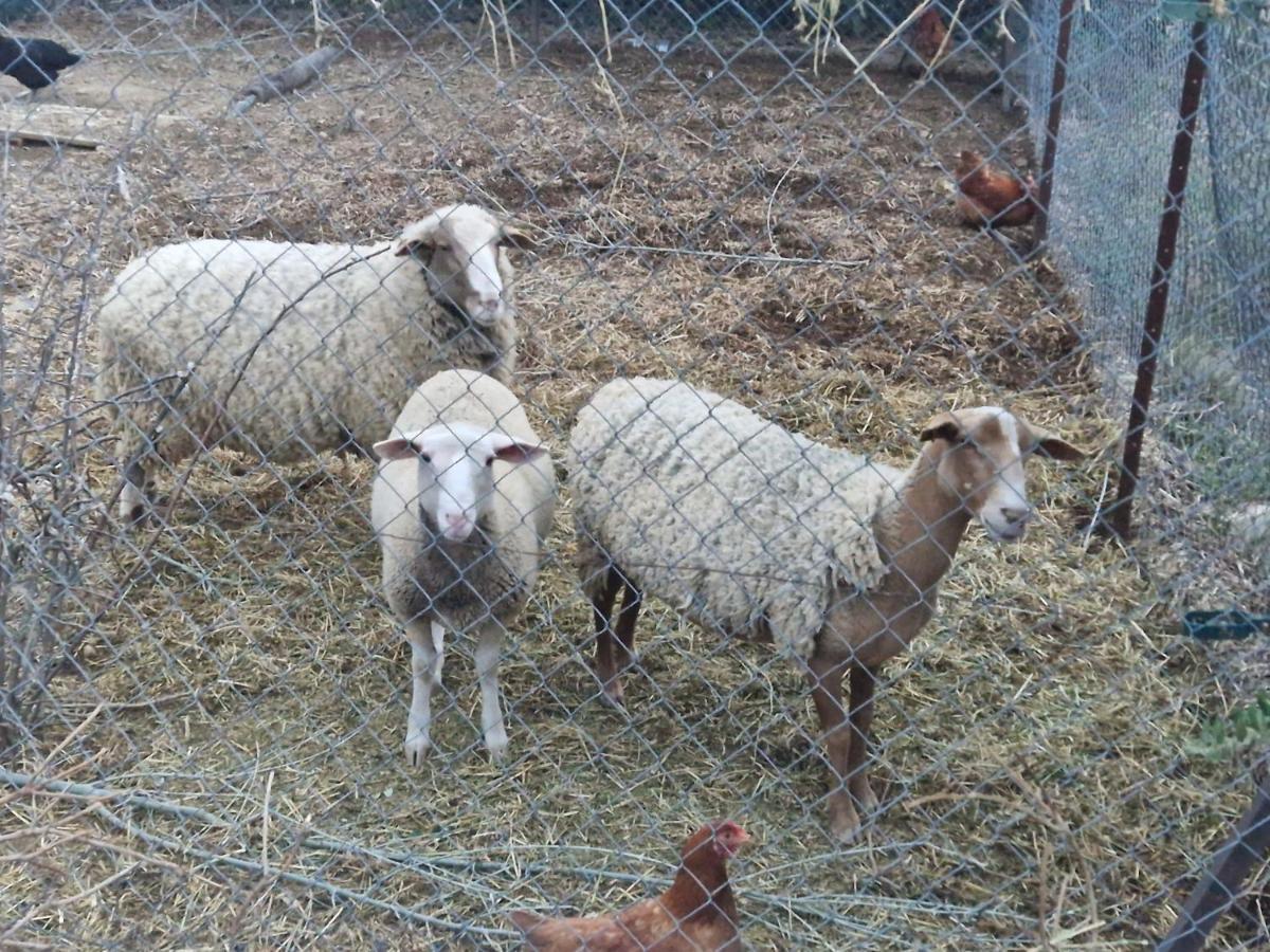 Bastide Bellugue Maison D'Hotes Reseau Bienvenue A La Ferme A 3 Minutes De Lourmarin 카데네트 외부 사진